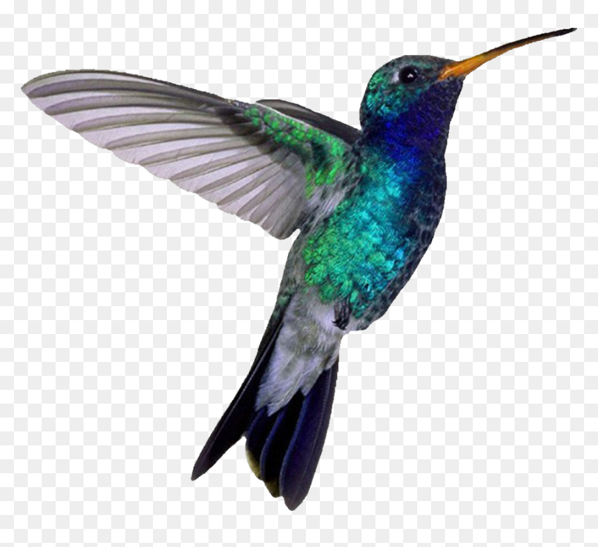 Transparent Background Humming Birds Png, Png Download - hummingbird png