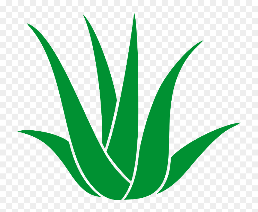 Good Medical Balance Center Chemnitz In Chemnitz With - Agave Clipart, HD Png Download - agave png