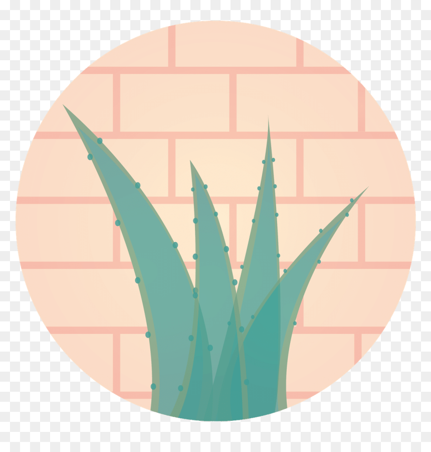 Aloe Vera A Miracle For Health, HD Png Download - agave png