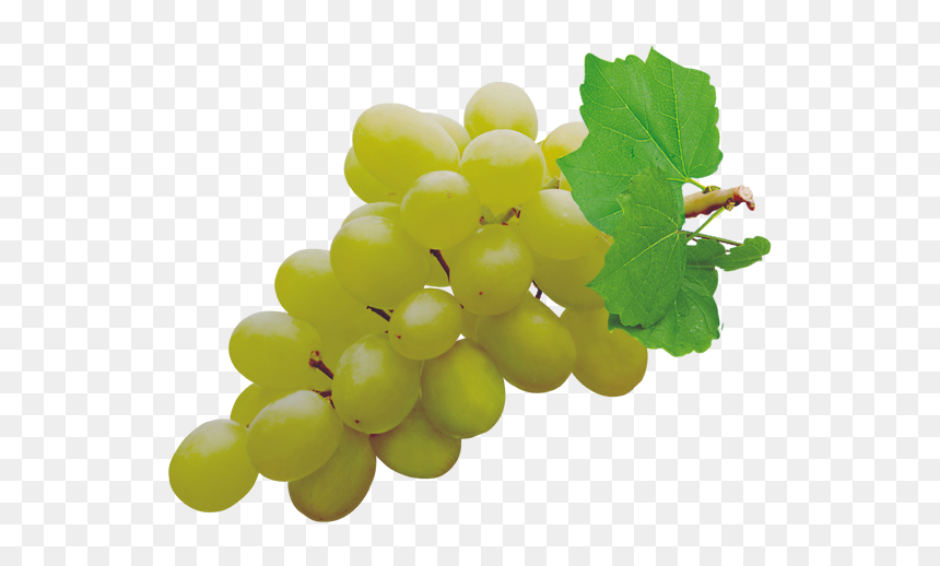 Grapes Png Pic - Grape Transparent, Png Download - grape vine png