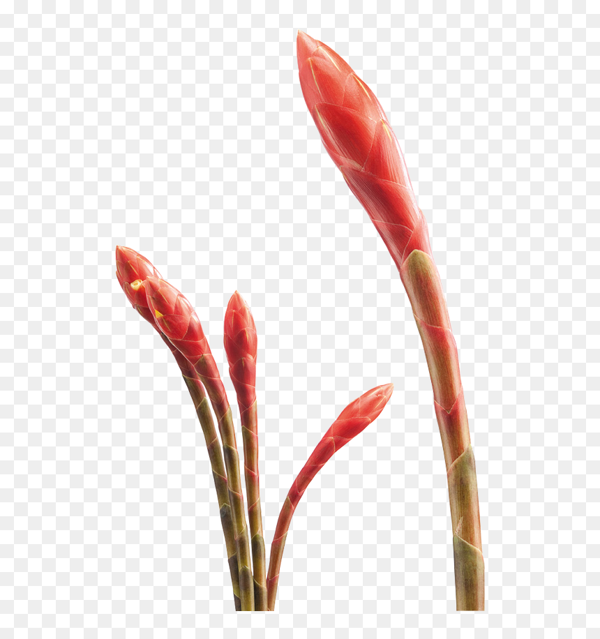 Artificial Flower , Png Download - Artificial Flower, Transparent Png - tropical flowers png