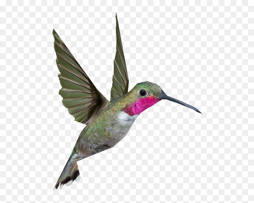 Hummingbird Png - Ruby Throated Hummingbird Png, Transparent Png - hummingbird png