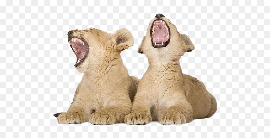 Lion Cub Png Download Image - Lion Cub Png, Transparent Png - lion roar png