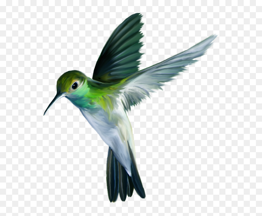 Hummingbird Art Png Picture - Hummingbird Art, Transparent Png - hummingbird png