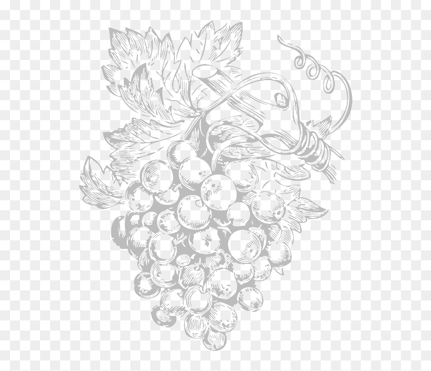 Vines - Line Art Of Grapes, HD Png Download - grape vine png