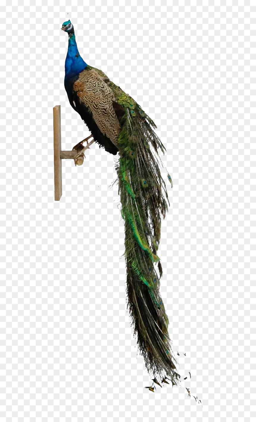 Peafowl, HD Png Download - peacock png