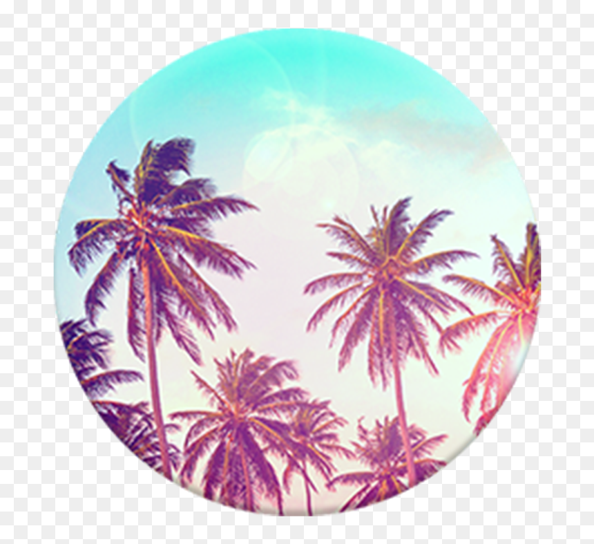Transparent Palm Tree Top View Png - Palm Tree Popsocket, Png Download - tree top view png