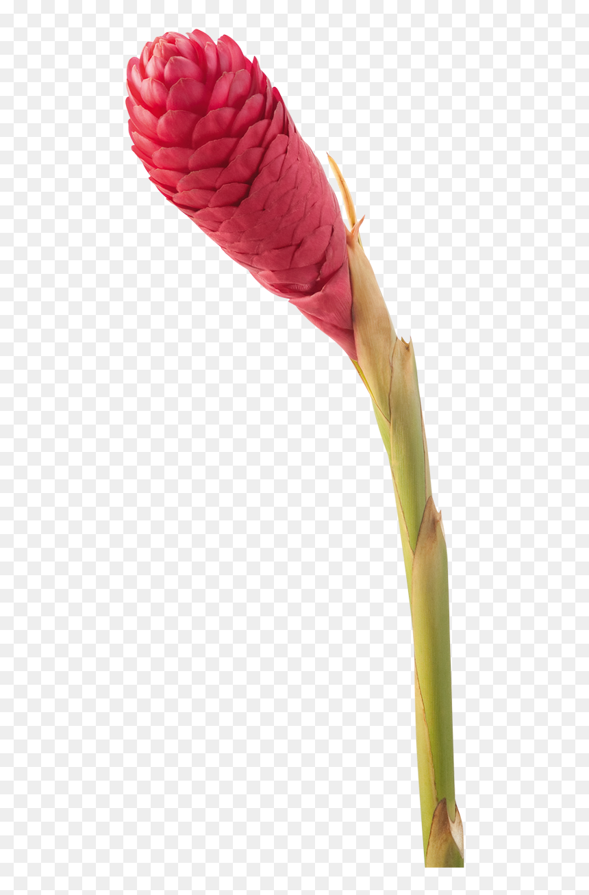 Colombian Flower Bud Tropical, HD Png Download - tropical flowers png