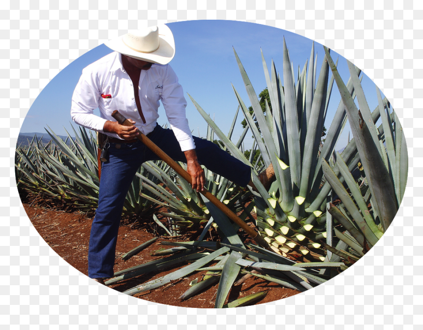 Plant Harvest - Mexico Tequila Agave, HD Png Download - agave png