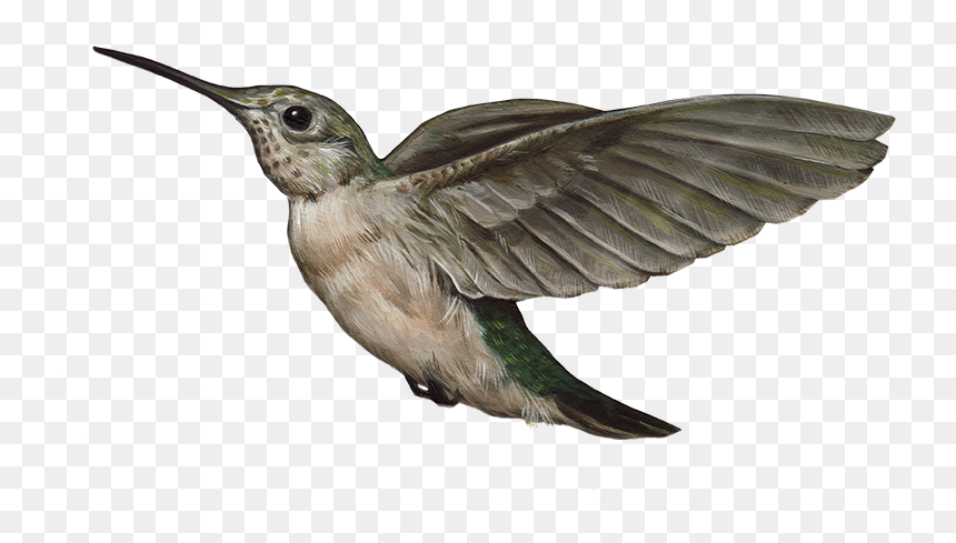 Hummingbird Png , Png Download - Portable Network Graphics, Transparent Png - hummingbird png