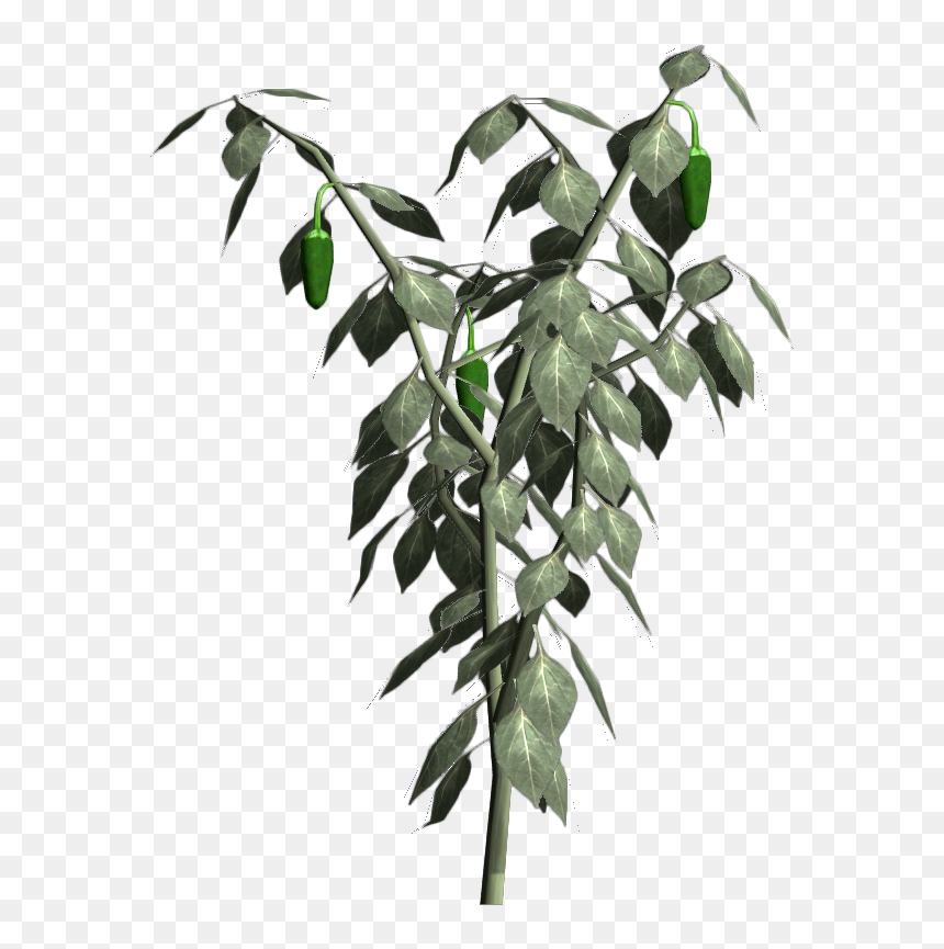 Nukapedia The Vault - Bay Laurel, HD Png Download - jalapeno png