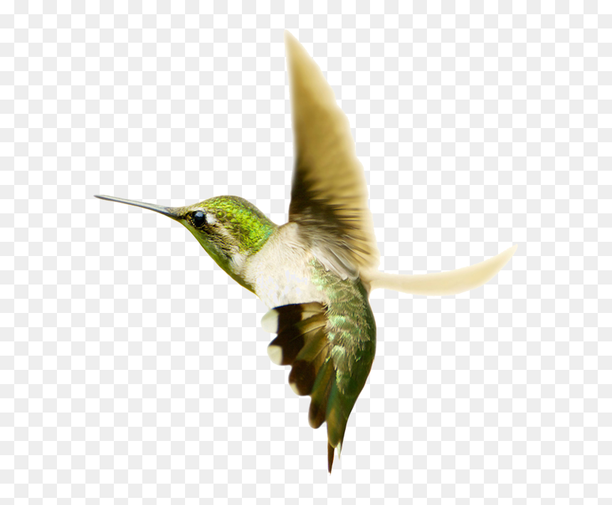 Hummingbird Png Transparent Images - Hummingbirds, Png Download - hummingbird png