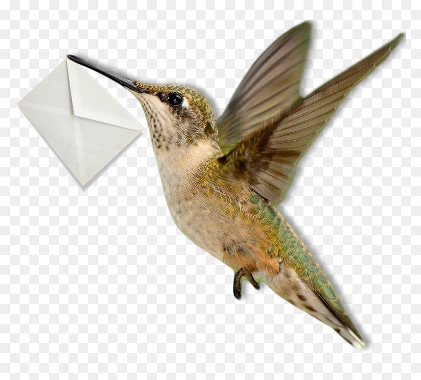 Ruby-throated Hummingbird , Png Download - Ruby-throated Hummingbird, Transparent Png - hummingbird png