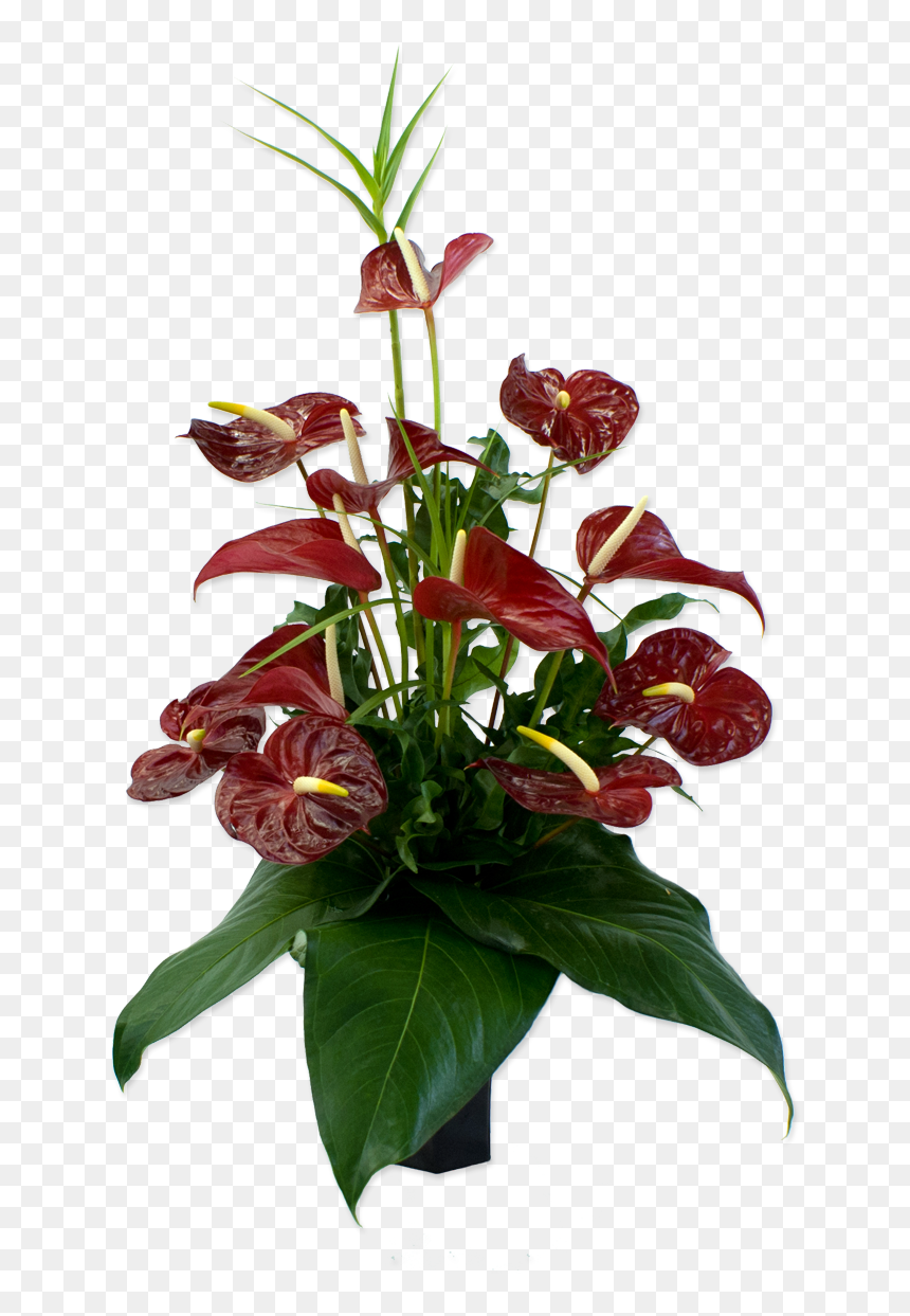Floral Design, HD Png Download - tropical flowers png