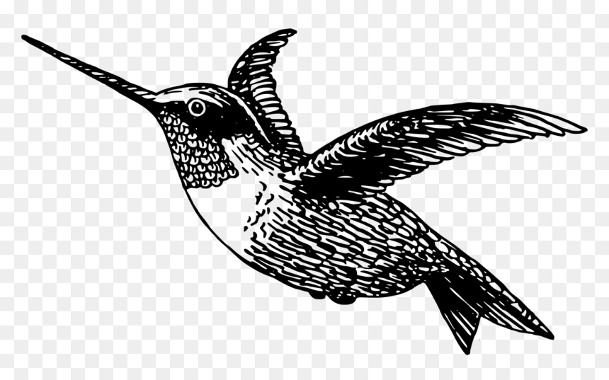 Black-chinned Hummingbird Drawing Black And White Free - Clipart Humming Bird Black And White, HD Png Download - hummingbird png