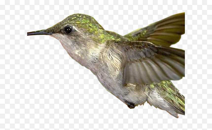 Hummingbird Png Transparent Images - Bird, Png Download - hummingbird png