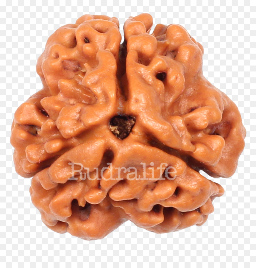 Three Mukhi Rudraksha Rudraksha - Chocolate, HD Png Download - rudraksha mala png