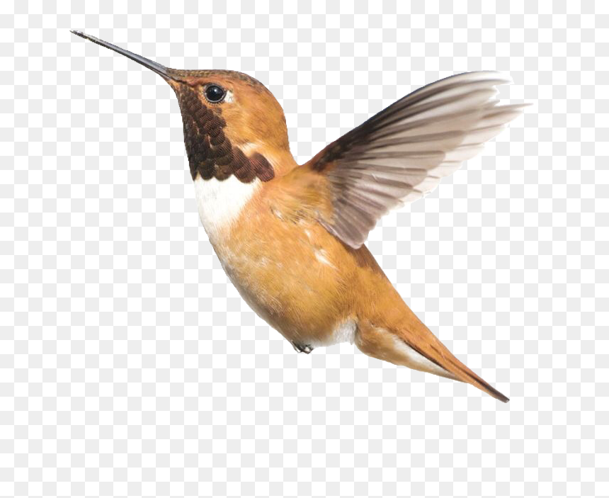 Kek Amsterdam Vogel, HD Png Download - hummingbird png