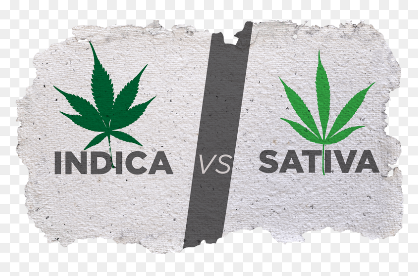 Indica And Sativa Cannabis Plant - Indica Vs Sativa Png, Transparent Png - indica png