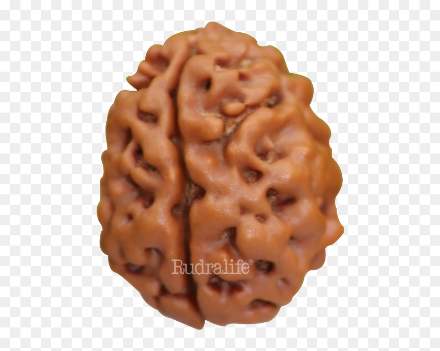 Two Mukhi Rudraksha Rudraksha - Chocolate, HD Png Download - rudraksha mala png