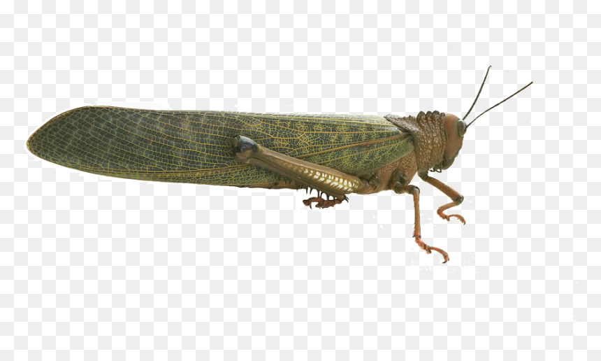 Band Winged Grasshoppers, HD Png Download - cricket stump png