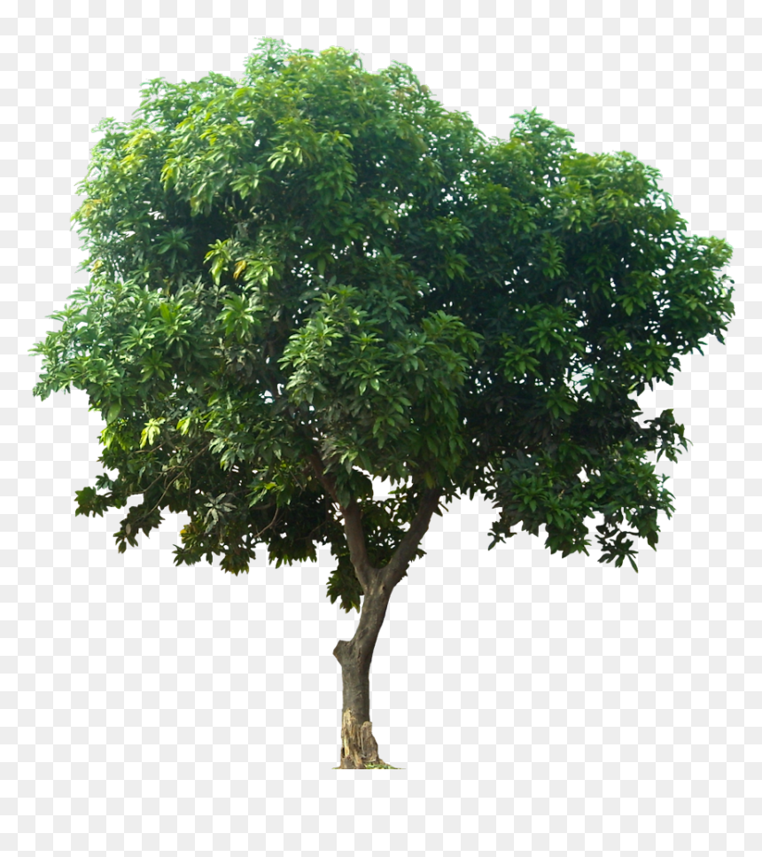 Mangifera Indica Png - Mango Tree Transparent, Png Download - indica png