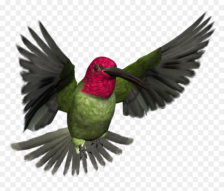 Hummingbird Png Pic - High Resolution Png Images Free Download, Transparent Png - hummingbird png