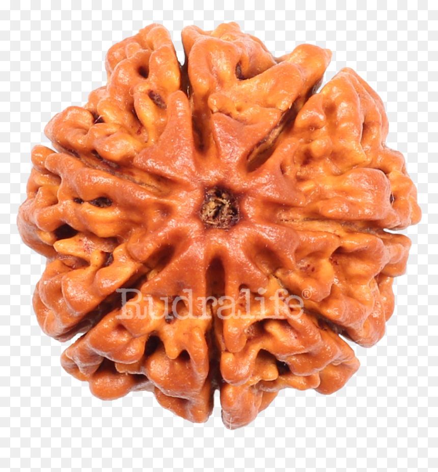 Seven Mukhi Rudraksha Rudraksha - Chocolate Cake, HD Png Download - rudraksha mala png