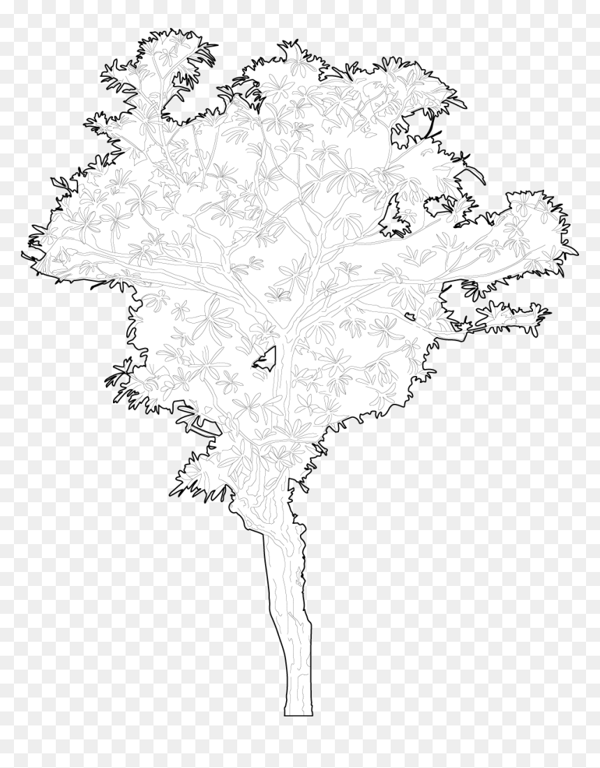 Monochrome, HD Png Download - tree plan png free download