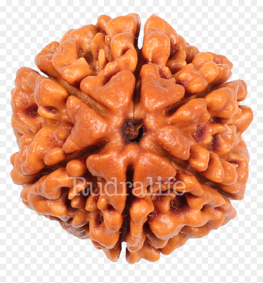 Six Mukhi Rudraksha* Rudraksha - Chocolate, HD Png Download - rudraksha mala png