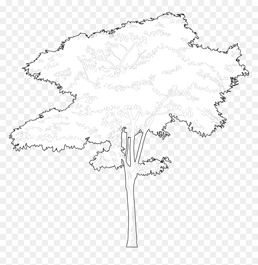 Illustration, HD Png Download - tree plan png free download
