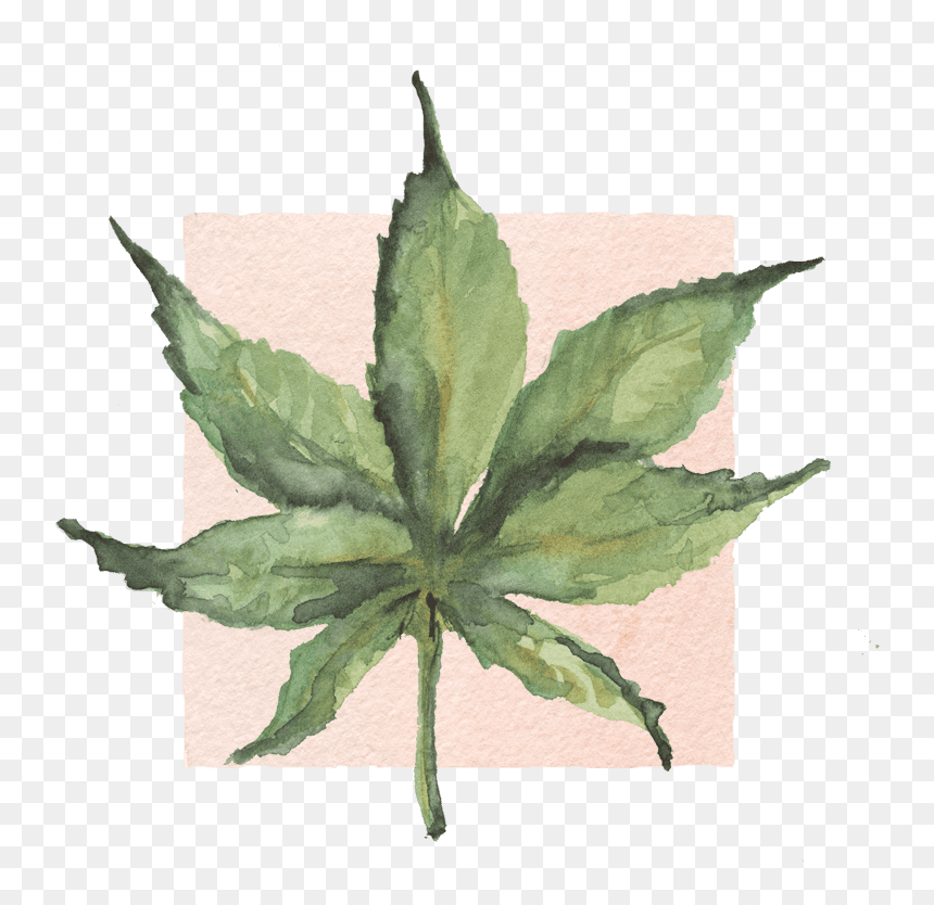 Illustration, HD Png Download - indica png