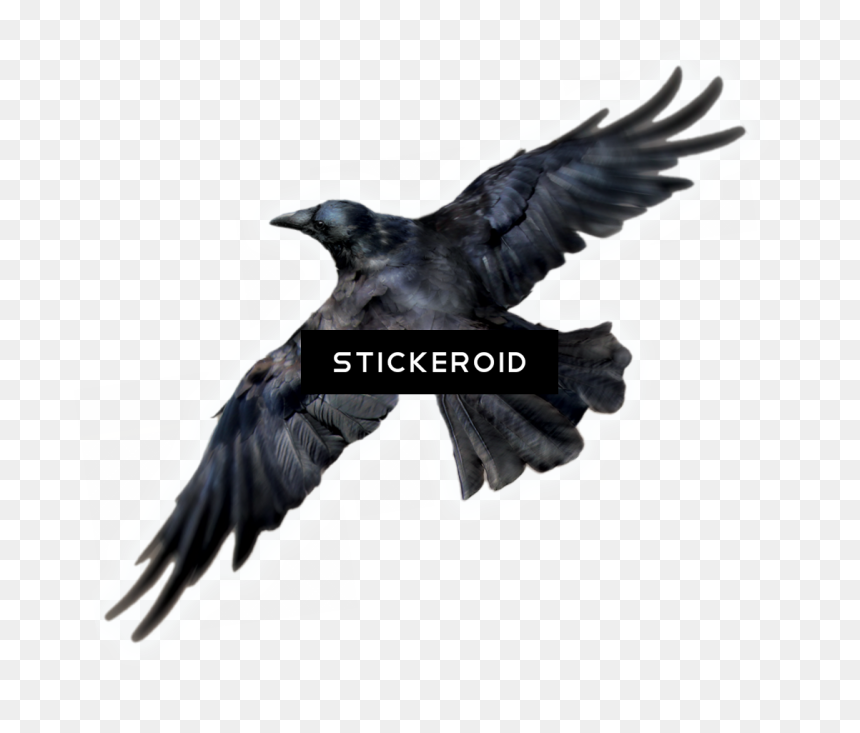 Common Raven Birds - Raven Bird Png, Transparent Png - colorful flying birds png
