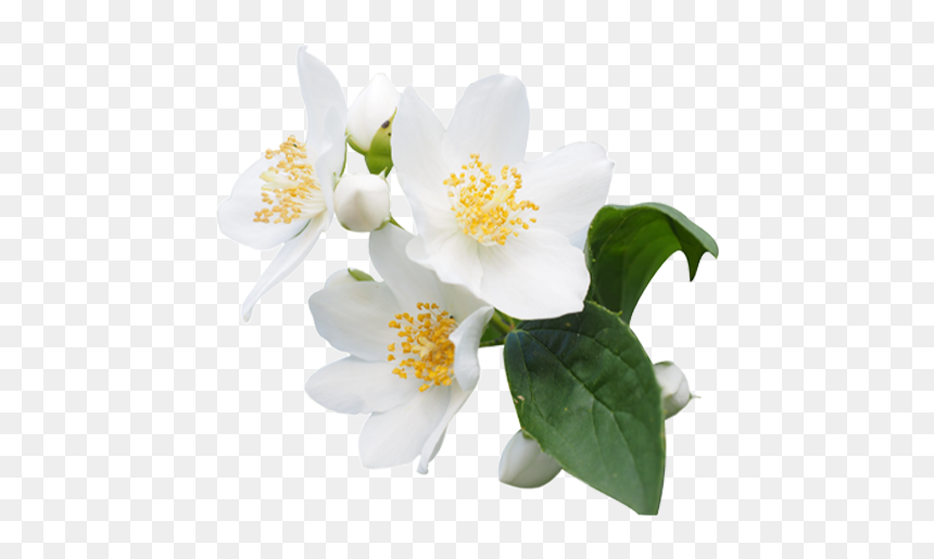 Fragrance Oils Flowers Png, Transparent Png - mogra png