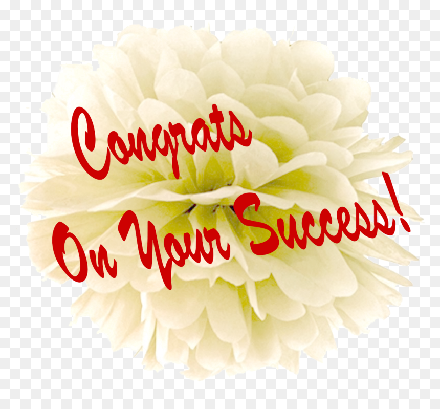 Congrats On Your Success Png Free Pic - Chrysanths, Transparent Png - success images png