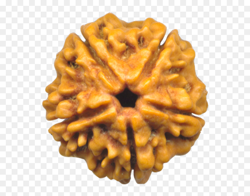 Rudraksha Tree, HD Png Download - rudraksha mala png
