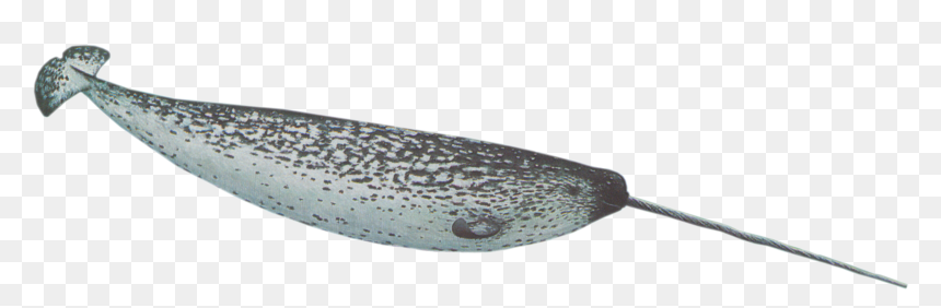 Thumb Image, HD Png Download - narwhal png
