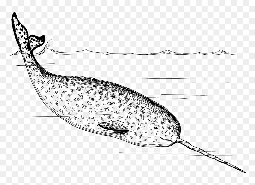 Narwhal Clip Arts - Whale With A Sword Nose, HD Png Download - narwhal png