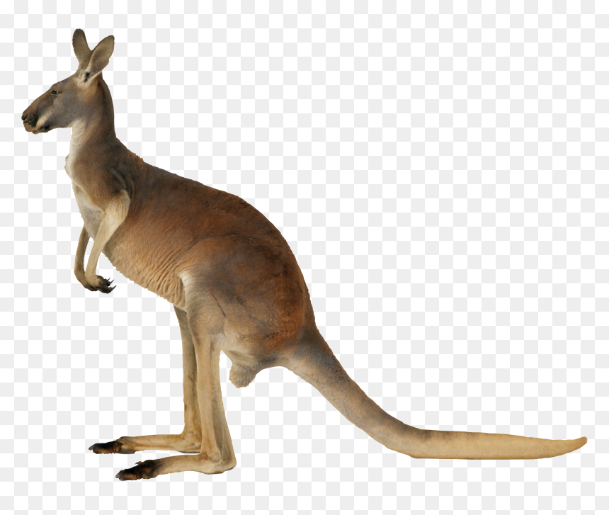 Kangaroo Png, Transparent Png - kangaroo png