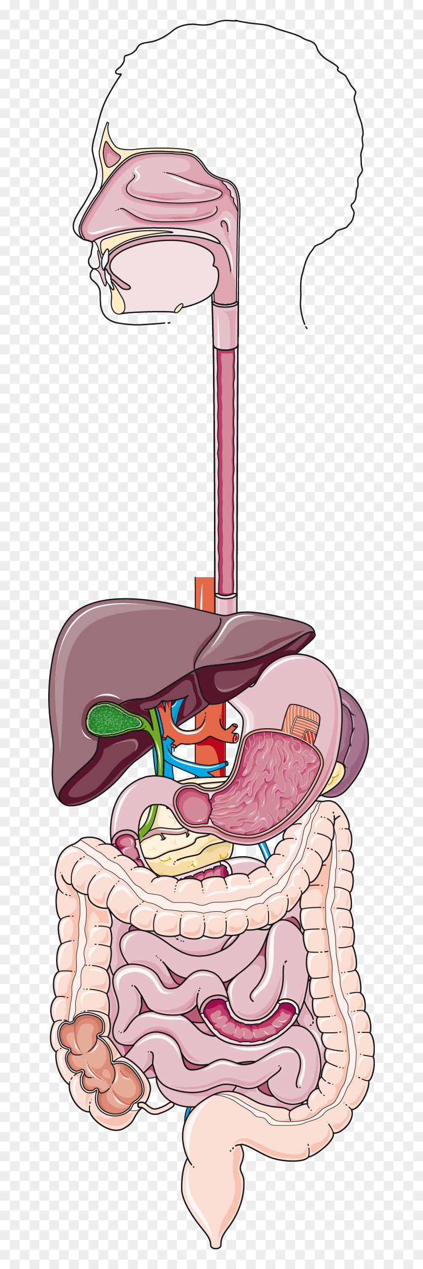 Digestive Apparatus, HD Png Download - cricket bat vector png