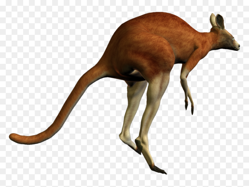 Kangaroo Png - Red Kangaroo Transparent Background, Png Download - kangaroo png