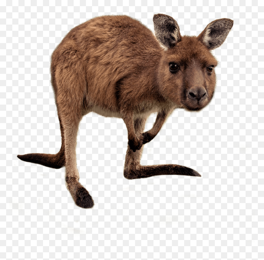 Joey Kangaroo Png Transparent Hd Photo - Wallaby Png, Png Download - kangaroo png