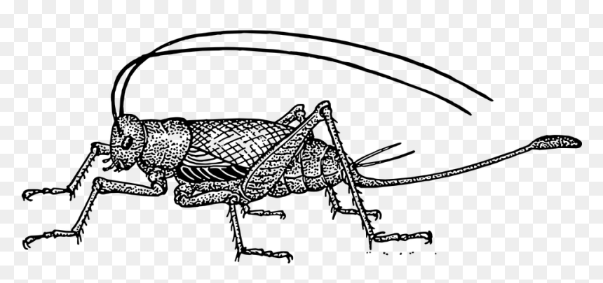 Cricket Clipart, HD Png Download - cricket bat vector png
