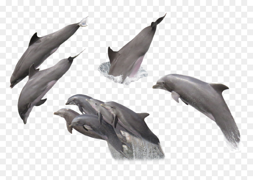 Imagenes De Delfines Png, Transparent Png - dolphins png