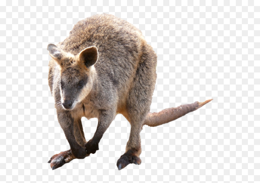 Kangaroo Wallaby Png Photo - Wallaby Png, Transparent Png - kangaroo png