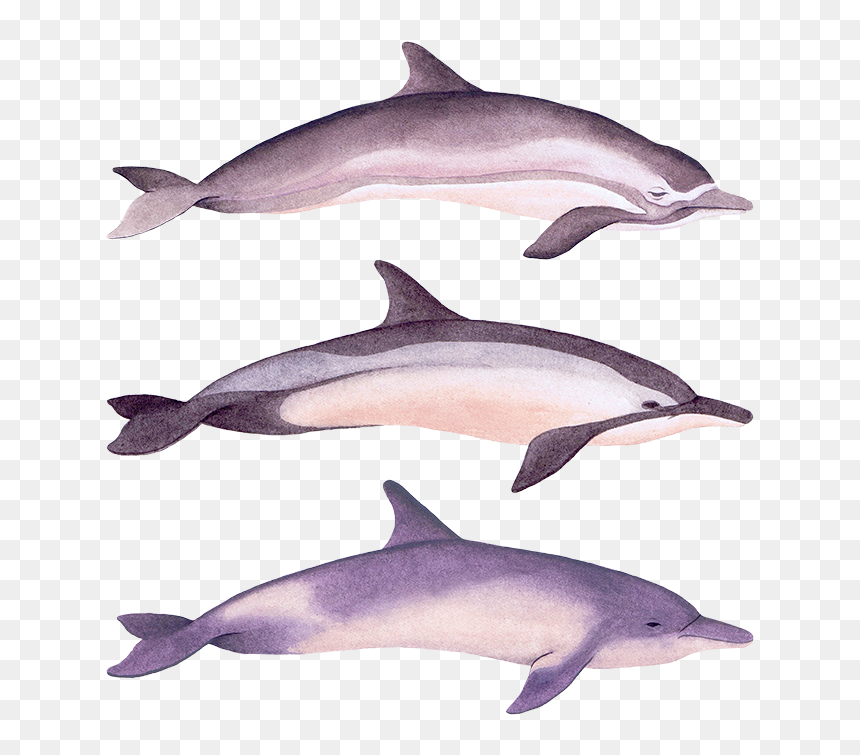 Dolphins , Png Download - Common Bottlenose Dolphin, Transparent Png - dolphins png