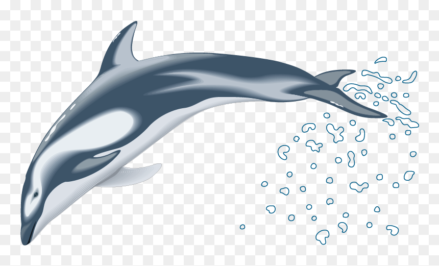 Dolphin Drawing Clip Art - Dolphin Vector, HD Png Download - dolphins png
