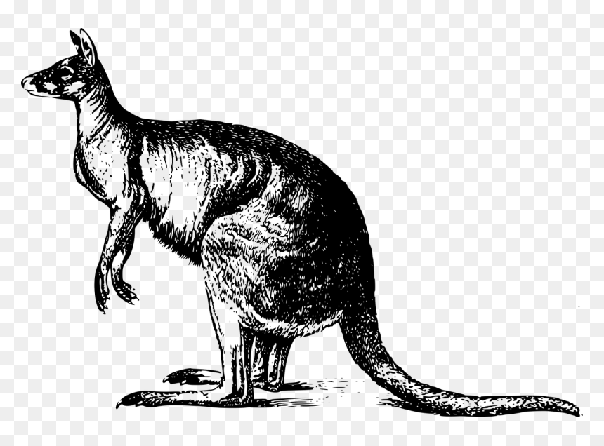 Kangaroo, HD Png Download - kangaroo png