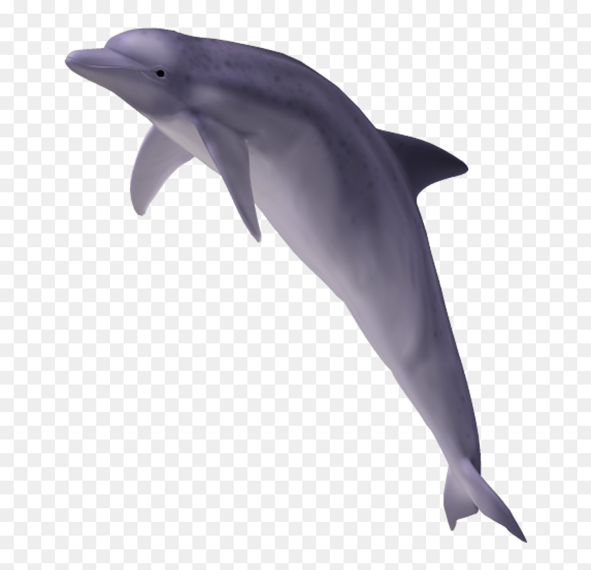 15 Dolphin Tail Png For Free Download On Mbtskoudsalg - Dolphin Transparent, Png Download - dolphins png