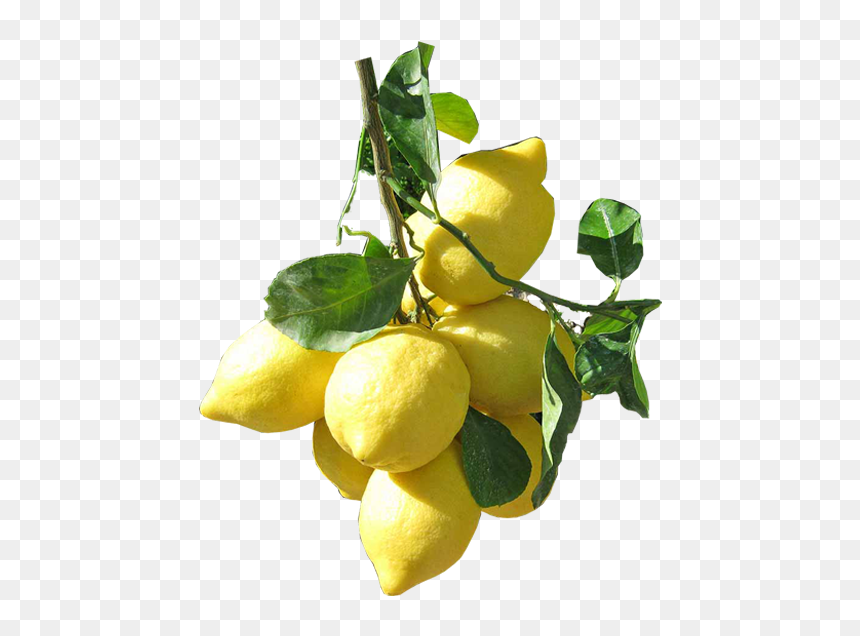 Sweet Lemon, HD Png Download - lemons png